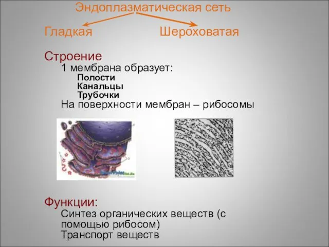 Эндоплазматическая сеть Гладкая Шероховатая Строение 1 мембрана образует: Полости Канальцы