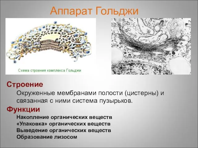 Строение Окруженные мембранами полости (цистерны) и связанная с ними система