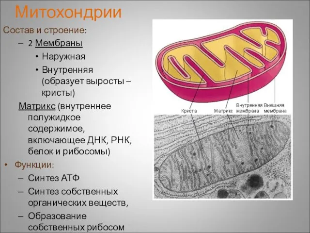 Митохондрии Состав и строение: 2 Мембраны Наружная Внутренняя(образует выросты –