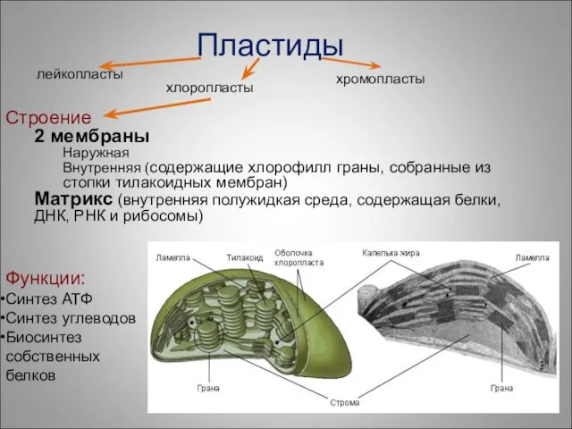 Строение 2 мембраны Наружная Внутренняя (содержащие хлорофилл граны, собранные из