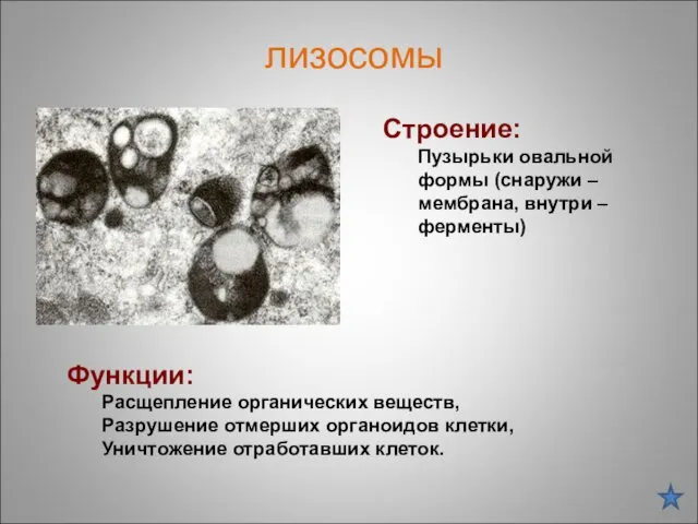 Строение: Пузырьки овальной формы (снаружи – мембрана, внутри – ферменты)