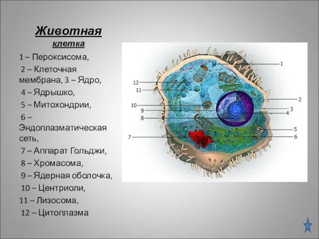 Животная клетка 1 – Пероксисома, 2 – Клеточная мембрана, 3