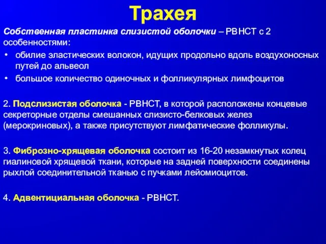 Трахея Собственная пластинка слизистой оболочки – РВНСТ с 2 особенностями: