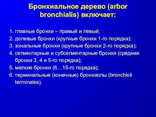 Бронхиальное дерево (arbor bronchialis) включает: 1. главные бронхи – правый