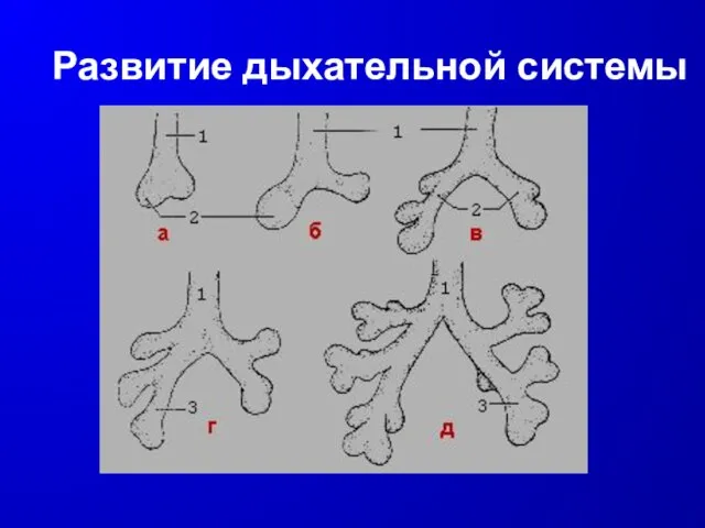 Развитие дыхательной системы