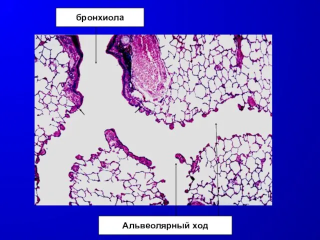 бронхиола Альвеолярный ход