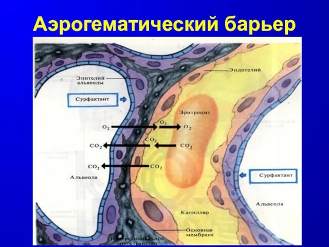 Аэрогематический барьер