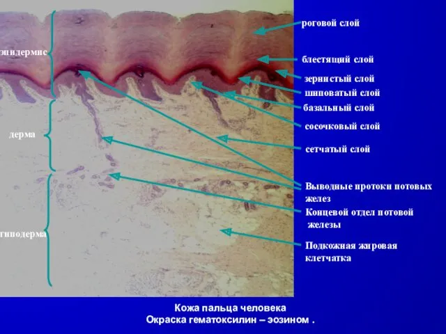 Кожа пальца человека Окраска гематоксилин – эозином . роговой cлой