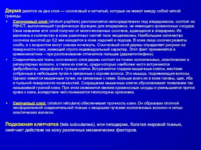 Дерма делится на два слоя — сосочковый и сетчатый, которые