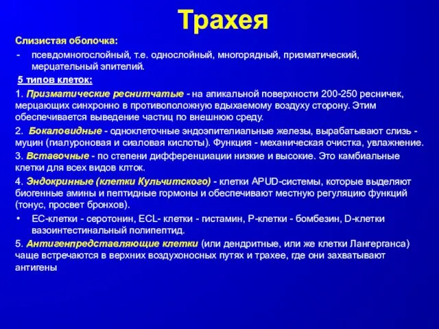 Трахея Слизистая оболочка: псевдомногослойный, т.е. однослойный, многорядный, призматический, мерцательный эпителий.