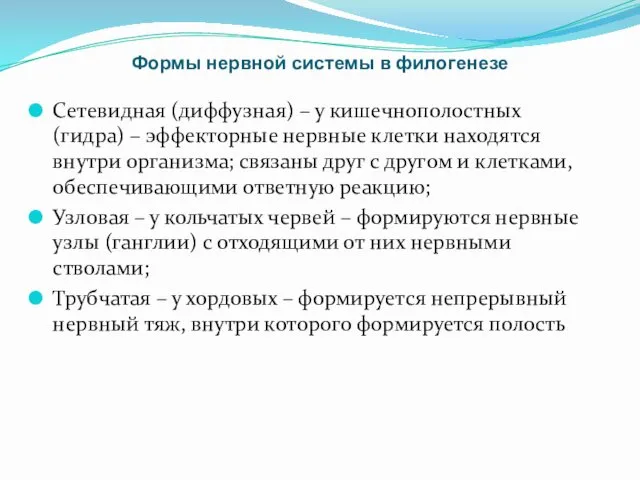 Формы нервной системы в филогенезе Сетевидная (диффузная) – у кишечнополостных