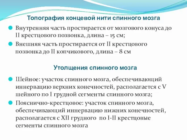 Топография концевой нити спинного мозга Внутренняя часть простирается от мозгового