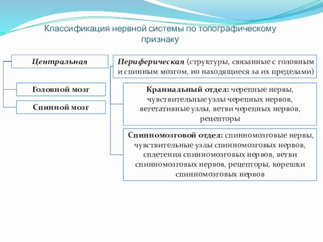 Классификация нервной системы по топографическому признаку Центральная Периферическая (структуры, связанные