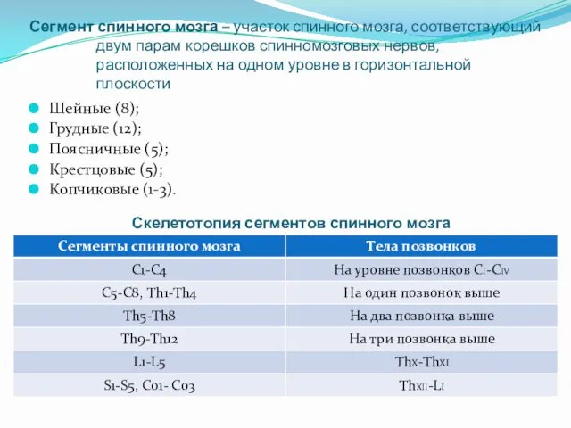 Сегмент спинного мозга – участок спинного мозга, соответствующий двум парам