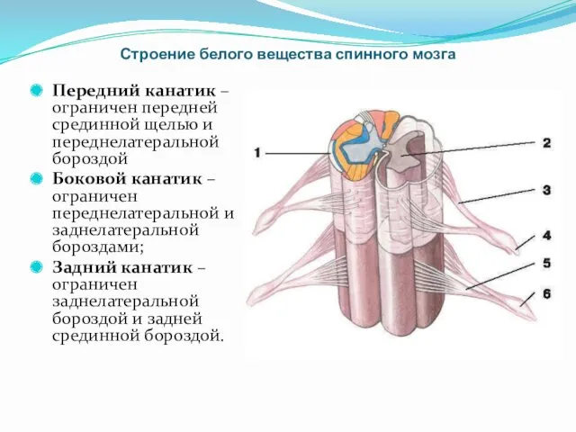 Строение белого вещества спинного мозга Передний канатик – ограничен передней