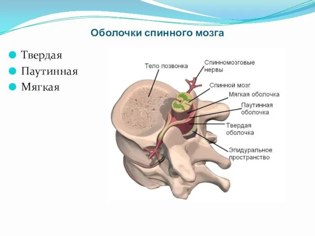 Оболочки спинного мозга Твердая Паутинная Мягкая