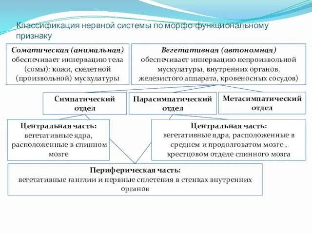 Классификация нервной системы по морфо-функциональному признаку Соматическая (анимальная) обеспечивает иннервацию