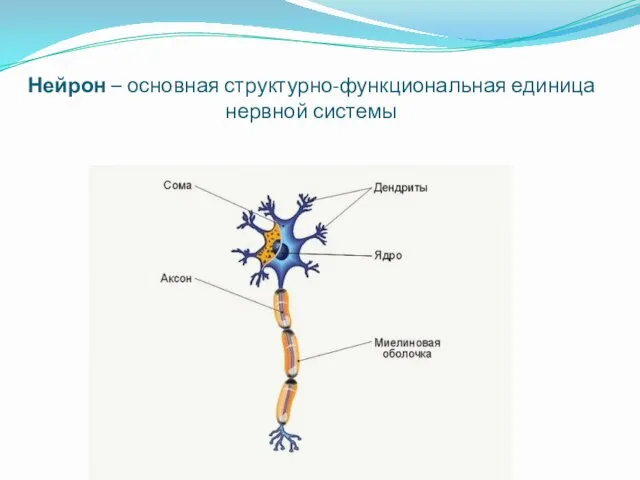 Нейрон – основная структурно-функциональная единица нервной системы