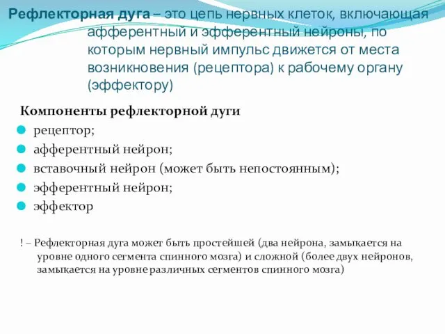 Рефлекторная дуга – это цепь нервных клеток, включающая афферентный и