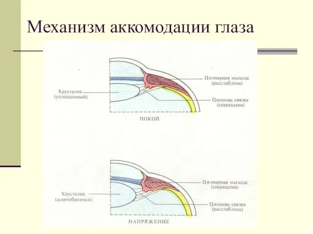 Механизм аккомодации глаза