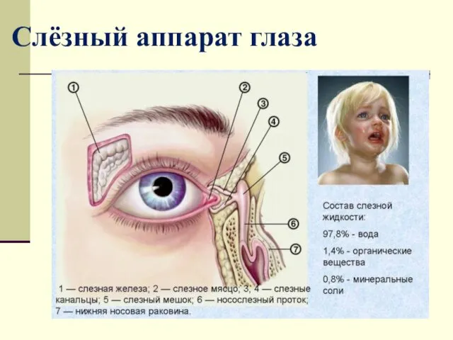 Слёзный аппарат глаза