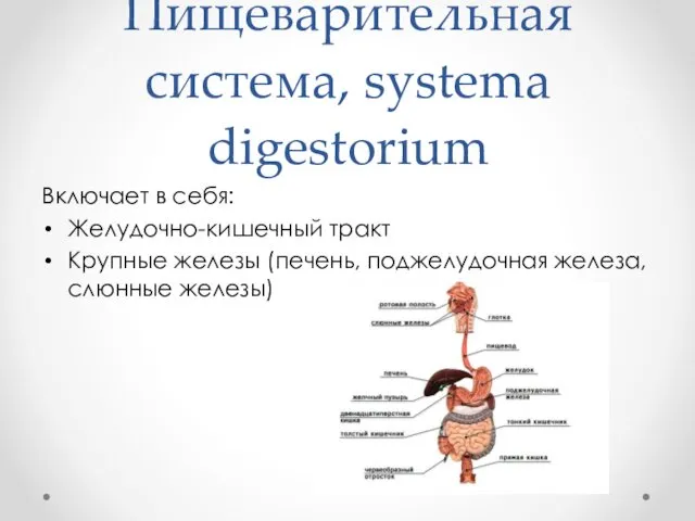 Пищеварительная система, systema digestorium Включает в себя: Желудочно-кишечный тракт Крупные железы (печень, поджелудочная железа, слюнные железы)