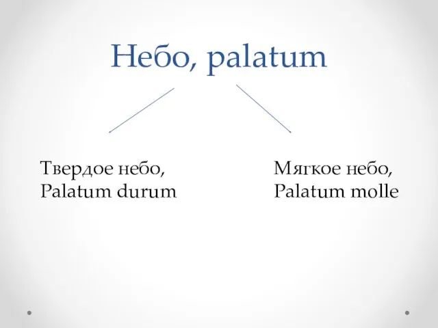 Небо, palatum Твердое небо, Palatum durum Мягкое небо, Palatum molle