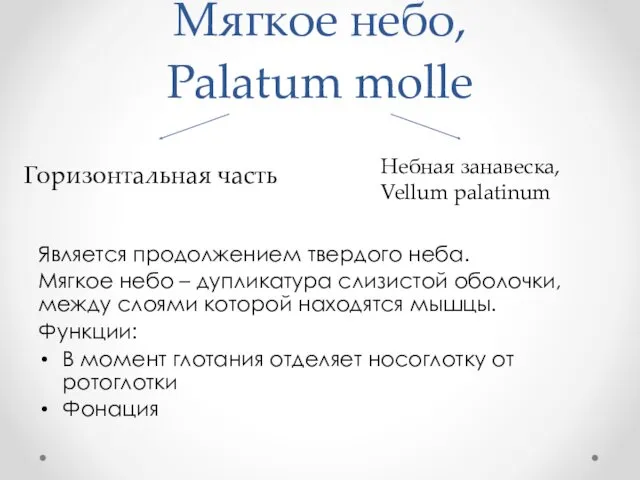 Мягкое небо, Palatum molle Является продолжением твердого неба. Мягкое небо – дупликатура слизистой