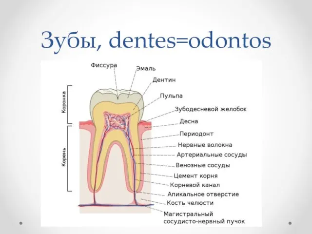 Зубы, dentes=odontos