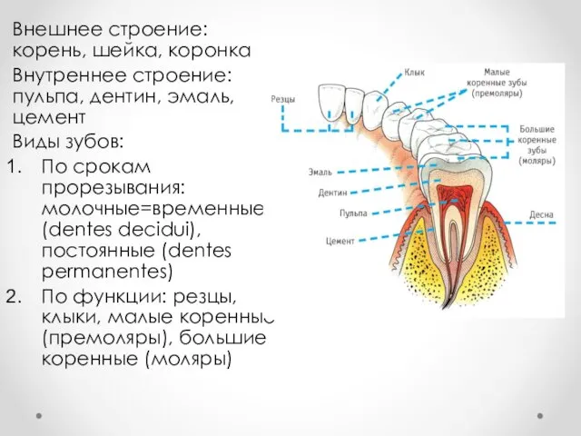 Внешнее строение: корень, шейка, коронка Внутреннее строение: пульпа, дентин, эмаль, цемент Виды зубов: