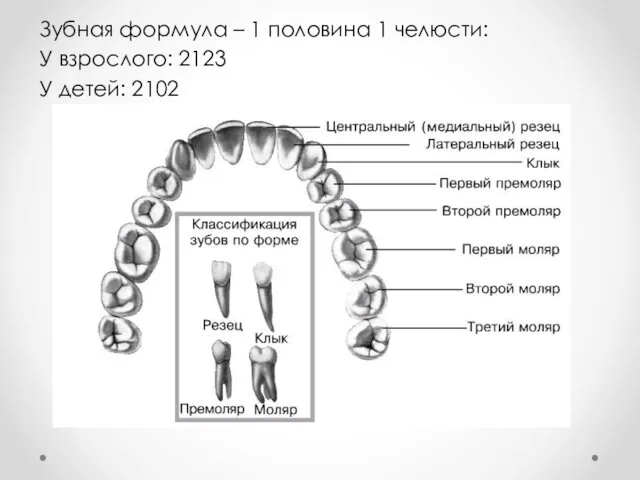 Зубная формула – 1 половина 1 челюсти: У взрослого: 2123 У детей: 2102