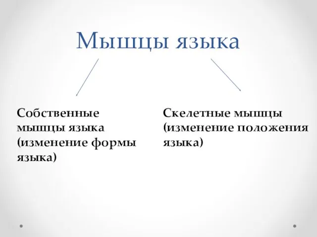 Мышцы языка Собственные мышцы языка (изменение формы языка) Скелетные мышцы (изменение положения языка)