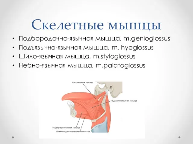 Скелетные мышцы Подбородочно-язычная мышца, m.genioglossus Подъязычно-язычная мышца, m. hyoglossus Шило-язычная мышца, m.styloglossus Небно-язычная мышца, m.palatoglossus