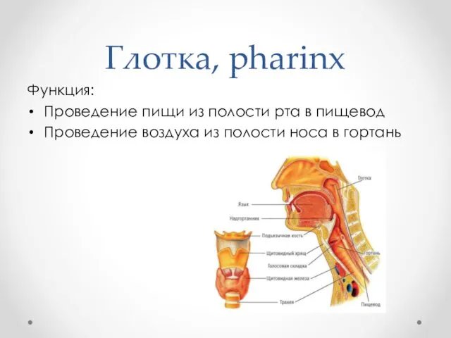 Глотка, pharinx Функция: Проведение пищи из полости рта в пищевод Проведение воздуха из