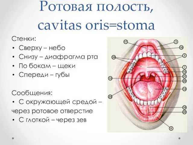 Ротовая полость, cavitas oris=stoma Стенки: Сверху – небо Снизу – диафрагма рта По