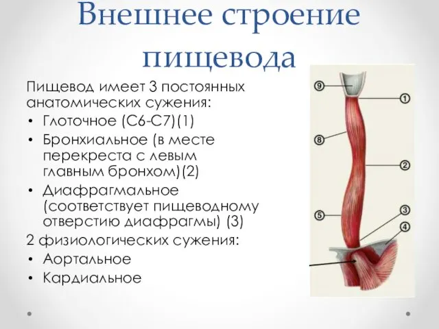 Внешнее строение пищевода Пищевод имеет 3 постоянных анатомических сужения: Глоточное (С6-С7)(1) Бронхиальное (в