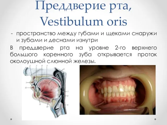Преддверие рта, Vestibulum oris пространство между губами и щеками снаружи и зубами и