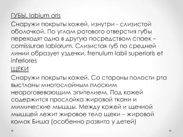 ГУБЫ, labium oris Снаружи покрыты кожей, изнутри - слизистой оболочкой. По углам ротового