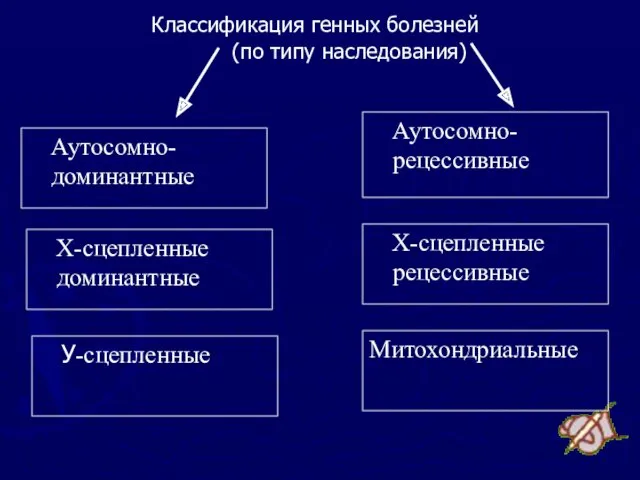 Классификация генных болезней (по типу наследования) Аутосомно-доминантные Аутосомно-рецессивные Х-сцепленные доминантные Х-сцепленные рецессивные У-сцепленные Митохондриальные