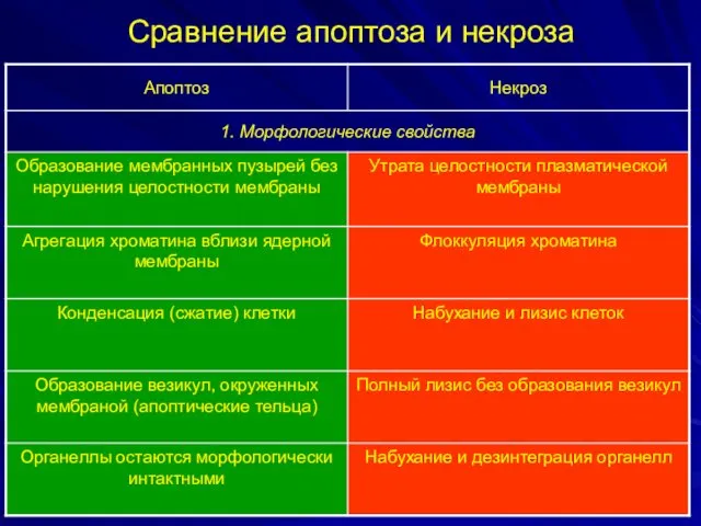 Сравнение апоптоза и некроза