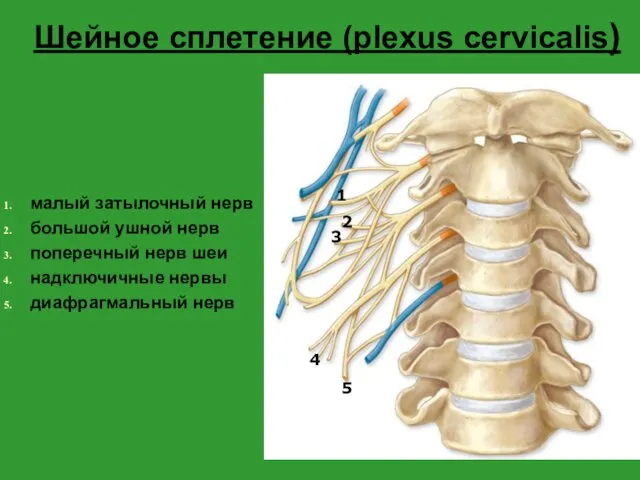 Шейное сплетение (plexus cervicalis) малый затылочный нерв большой ушной нерв