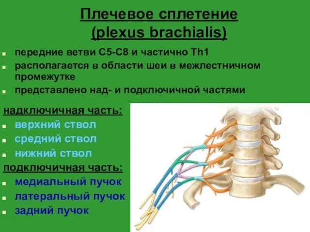 Плечевое сплетение (plexus brachialis) передние ветви С5-С8 и частично Th1