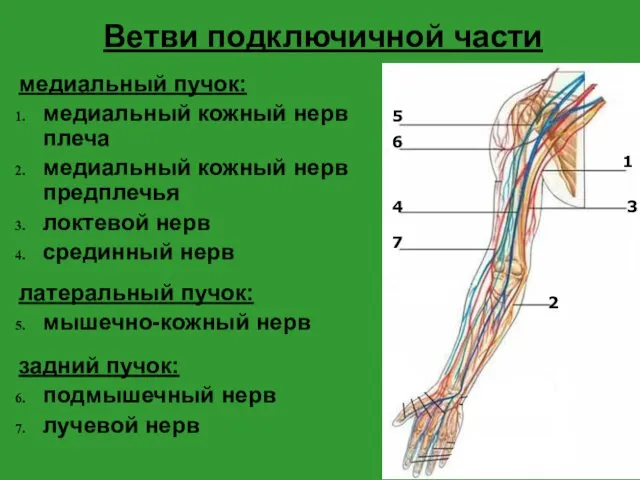 Ветви подключичной части медиальный пучок: медиальный кожный нерв плеча медиальный