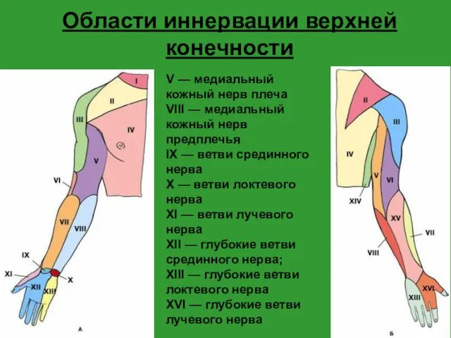 Области иннервации верхней конечности V — медиальный кожный нерв плеча
