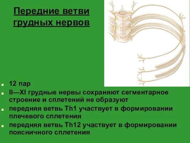 Передние ветви грудных нервов 12 пар II—XI грудные нервы сохраняют