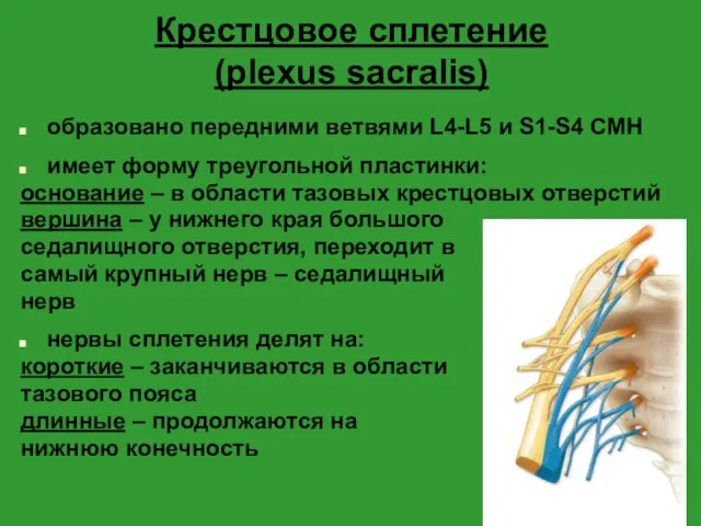 Крестцовое сплетение (plexus sacralis) образовано передними ветвями L4-L5 и S1-S4