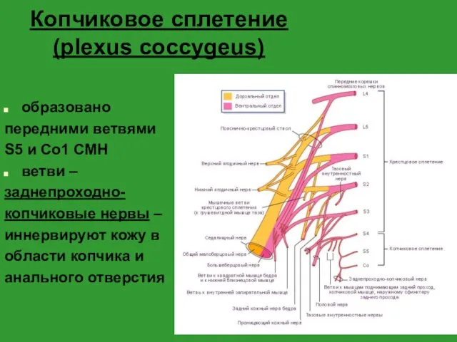 Копчиковое сплетение (plexus coccygeus) образовано передними ветвями S5 и Co1