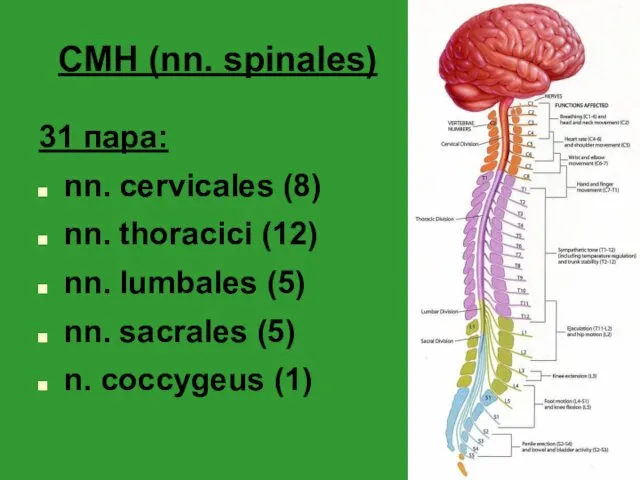 СМН (nn. spinales) 31 пара: nn. cervicales (8) nn. thoracici