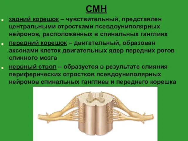 СМН задний корешок – чувствительный, представлен центральными отростками псевдоуниполярных нейронов,