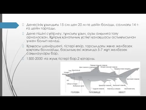 Денесінің ұзындығы 15 см-ден 20 м-ге дейін болады, салмағы 14